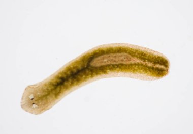 Planarian paraziti (yassı solucan) mikroskop altında.