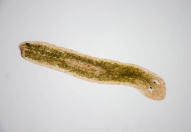 Planarian paraziti (yassı solucan) mikroskop altında.