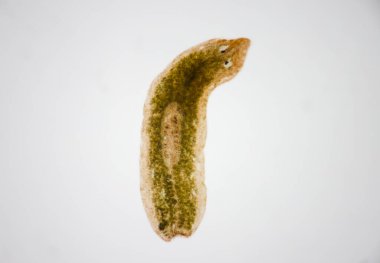 Planarian paraziti (yassı solucan) mikroskop altında.