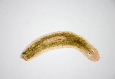 Planarian paraziti (yassı solucan) mikroskop altında.