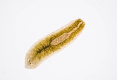 Planarian paraziti (yassı solucan) mikroskop altında.