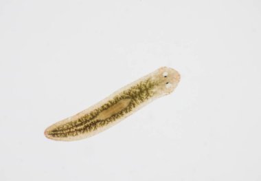 Planarian paraziti (yassı solucan) mikroskop altında.