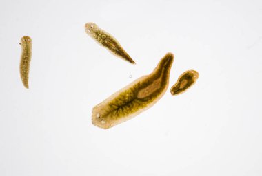 Planarian paraziti (yassı solucan) mikroskop altında.