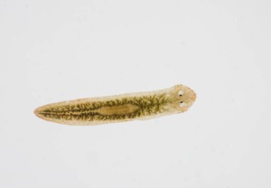 Planarian paraziti (yassı solucan) mikroskop altında.