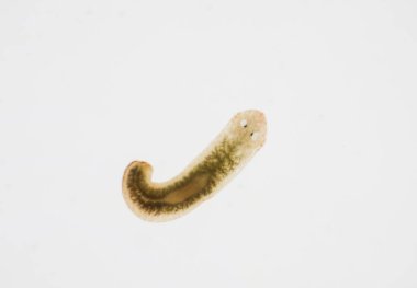 Planarian paraziti (yassı solucan) mikroskop altında.