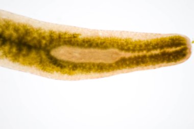 Planarian paraziti (yassı solucan) mikroskop altında.