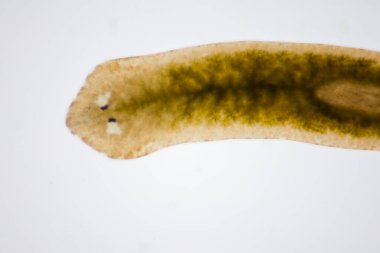 Planarian paraziti (yassı solucan) mikroskop altında.