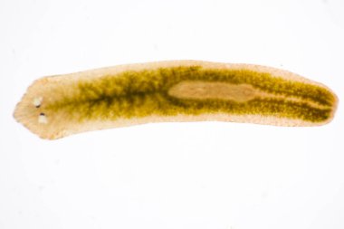 Planarian paraziti (yassı solucan) mikroskop altında.