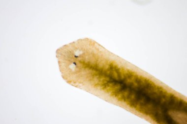 Planarian paraziti (yassı solucan) mikroskop altında.