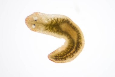 Planarian paraziti (yassı solucan) mikroskop altında.
