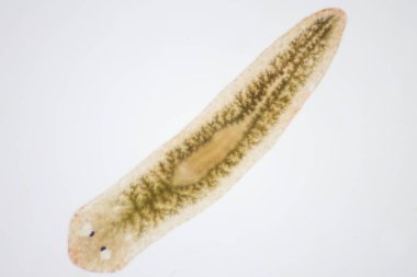 Planarian paraziti (yassı solucan) mikroskop altında.