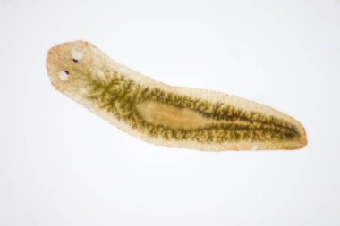 Planarian paraziti (yassı solucan) mikroskop altında.