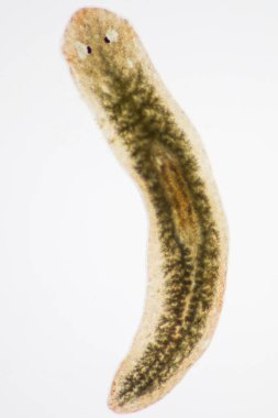 Planarian paraziti (yassı solucan) mikroskop altında.