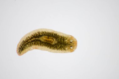 Planarian paraziti (yassı solucan) mikroskop altında.