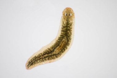 Planarian paraziti (yassı solucan) mikroskop altında.