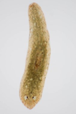 Planarian paraziti (yassı solucan) mikroskop altında.