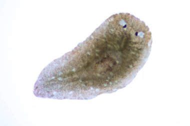 Planarian paraziti (yassı solucan) mikroskop altında.