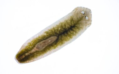 Planarian paraziti (yassı solucan) mikroskop altında.