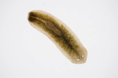 Planarian paraziti (yassı solucan) mikroskop altında.