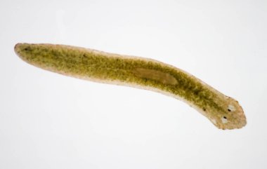 Planarian paraziti (yassı solucan) mikroskop altında.