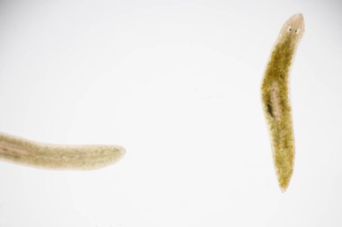 Planarian paraziti (yassı solucan) mikroskop altında.