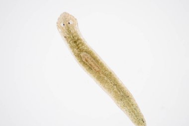 Planarian paraziti (yassı solucan) mikroskop altında.