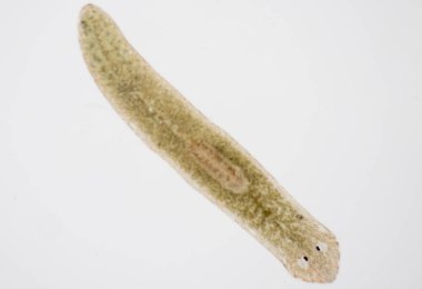 Planarian paraziti (yassı solucan) mikroskop altında.