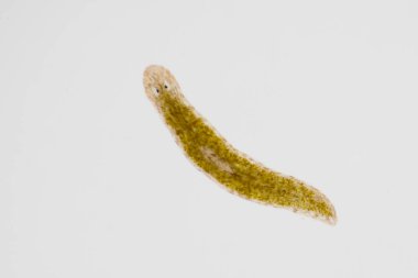 Planarian paraziti (yassı solucan) mikroskop altında.