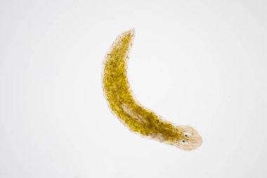 Planarian paraziti (yassı solucan) mikroskop altında.