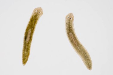 Planarian paraziti (yassı solucan) mikroskop altında.