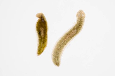 Planarian paraziti (yassı solucan) mikroskop altında.