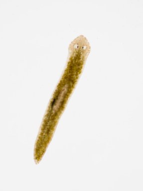 Planarian paraziti (yassı solucan) mikroskop altında.