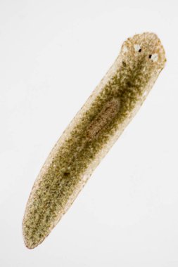 Planarian paraziti (yassı solucan) mikroskop altında.