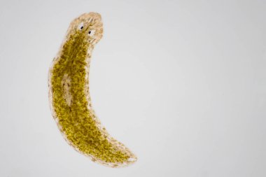Planarian paraziti (yassı solucan) mikroskop altında.