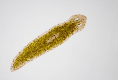 Planarian paraziti (yassı solucan) mikroskop altında.
