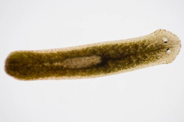 Planarian paraziti (yassı solucan) mikroskop altında.
