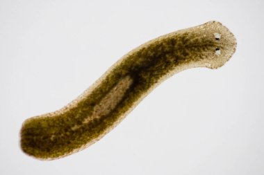 Planarian paraziti (yassı solucan) mikroskop altında.