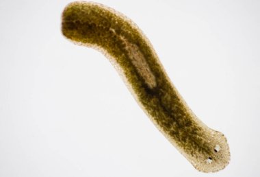 Planarian paraziti (yassı solucan) mikroskop altında.