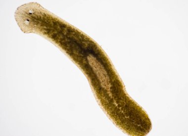 Planarian paraziti (yassı solucan) mikroskop altında.