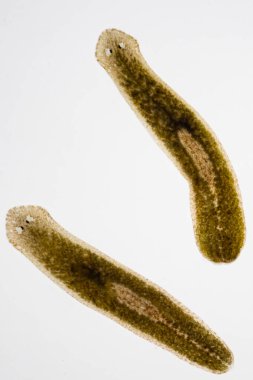 Planarian paraziti (yassı solucan) mikroskop altında.