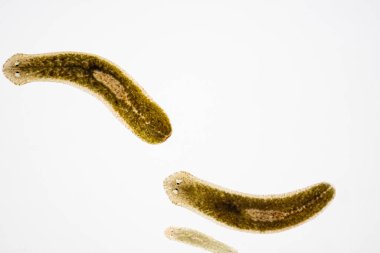 Planarian paraziti (yassı solucan) mikroskop altında.