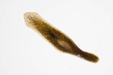 Planarian paraziti (yassı solucan) mikroskop altında.
