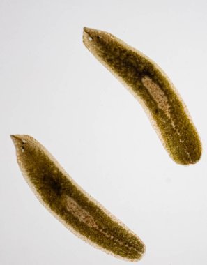 Planarian paraziti (yassı solucan) mikroskop altında.