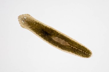 Planarian paraziti (yassı solucan) mikroskop altında.