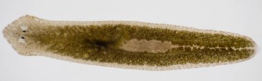 Planarian paraziti (yassı solucan) mikroskop altında.
