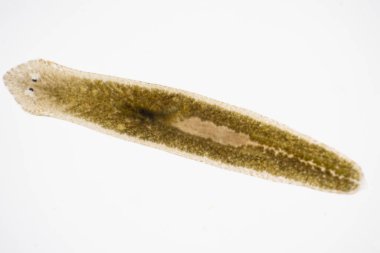 Planarian paraziti (yassı solucan) mikroskop altında.