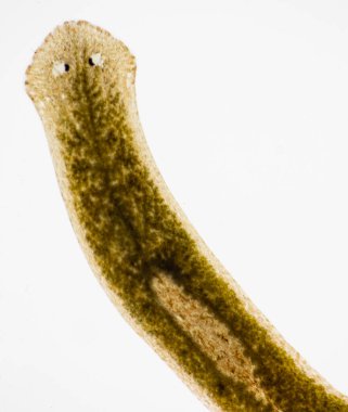 Planarian paraziti (yassı solucan) mikroskop altında.