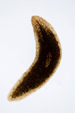 Planarian paraziti (yassı solucan) mikroskop altında.