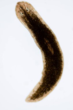 Planarian paraziti (yassı solucan) mikroskop altında.