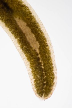 Planarian paraziti (yassı solucan) mikroskop altında.